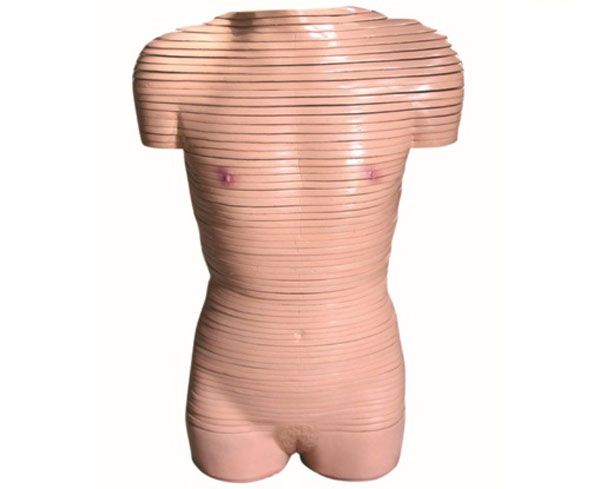 女性躯干横切面断层解剖模型
